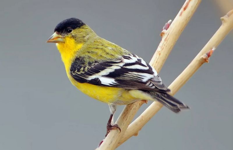 Burung Lesser goldfinch (ebirdr.com)