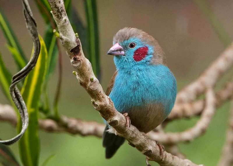Burung Red-cheeked cordon-bleu (picdeer.com)