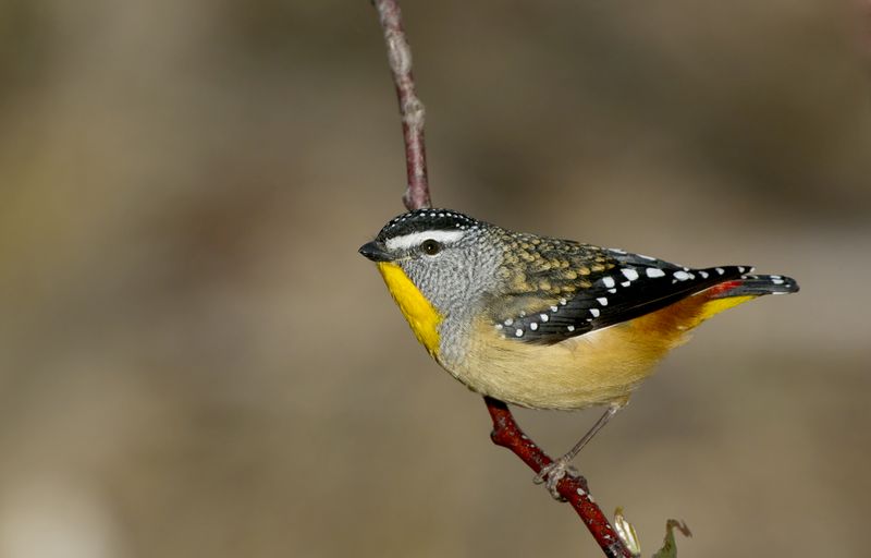 Burung Spotted pardalote (wikimedia.org)