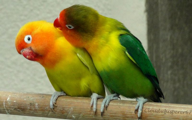 Jenis Kelamin Lovebird Untuk Lomba (sinclairfloralandrentals.com)