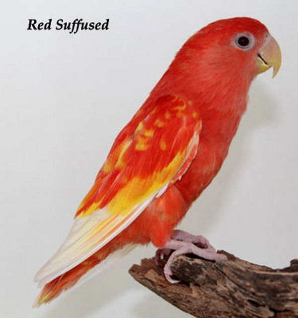 Lovebird Blorok Merah (omkicau.com)