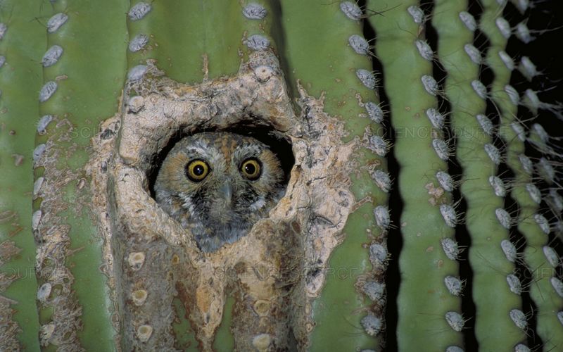 Burung Hantu Peri Hidup di Lubang Kaktus (sciencesource.com)