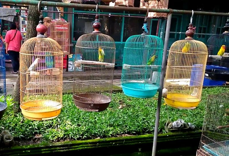 Harga Lovebird di Pasar Burung (youtube.com)