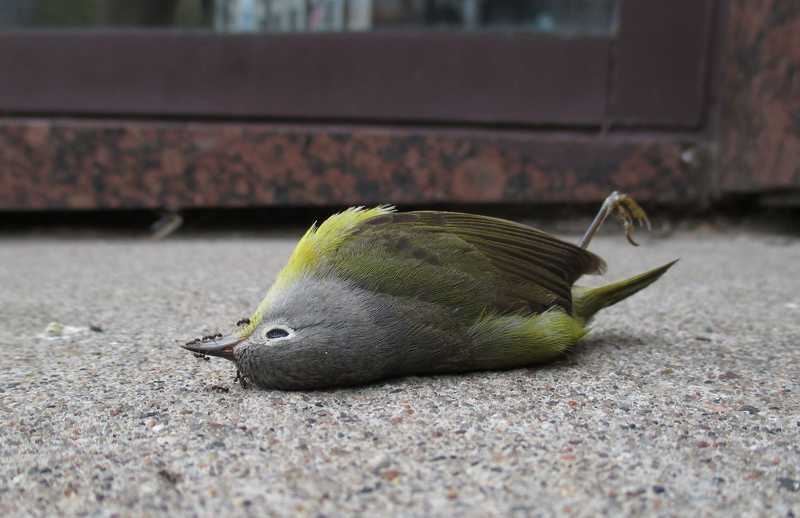 Burung Mati Mendadak (mprnews.org)