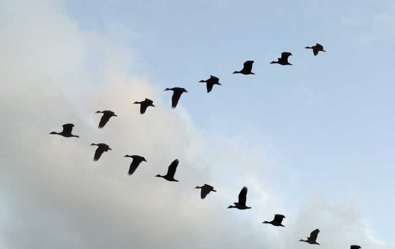 Burung Terbang Membentuk Formasi Huruf V (huffingtonpost.com)