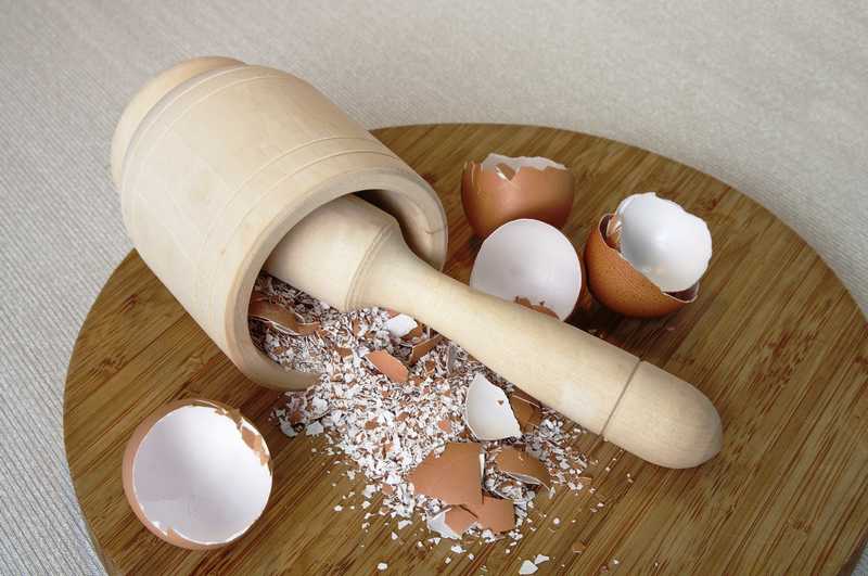 Cangkang Telur untuk Pakan Burung (babe.news)