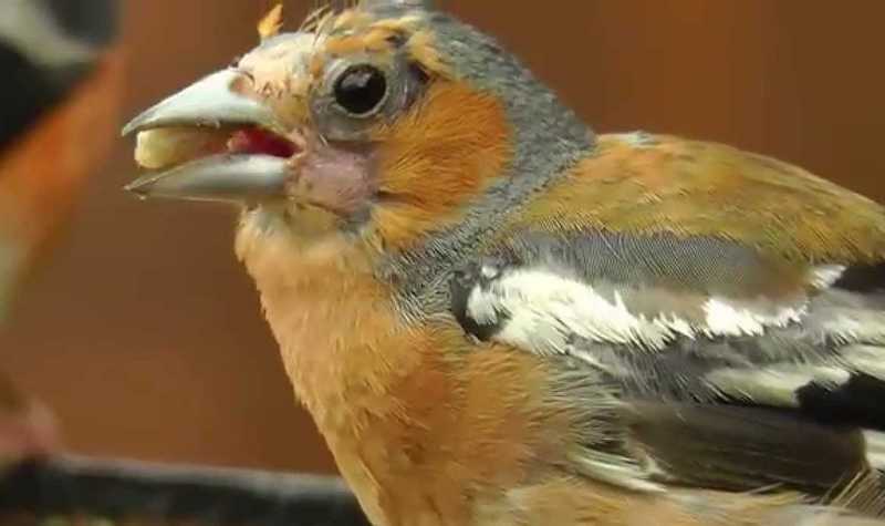 Cara Merontokkan Bulu Burung saat Mabung (youtube.com)