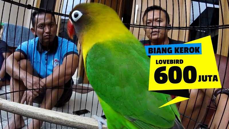 Lovebird Biang Kerok (youtube.com)
