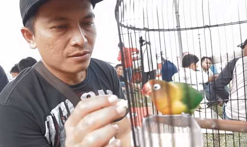 Lovebird Soldadu (youtube.com)