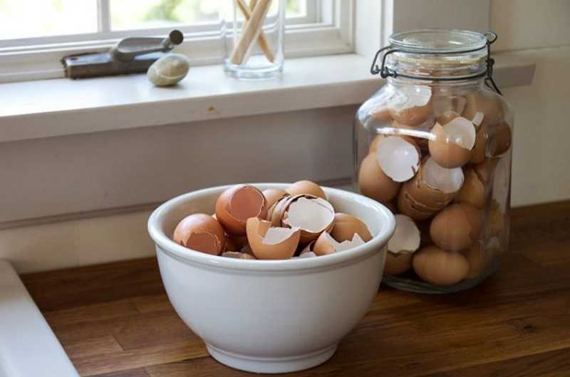 Manfaat Cangkang Telur (hipwee.com)
