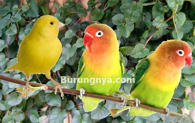 Manfaat Daun Binahong untuk Burung Lovebird dan Kenari (burungnya.com)