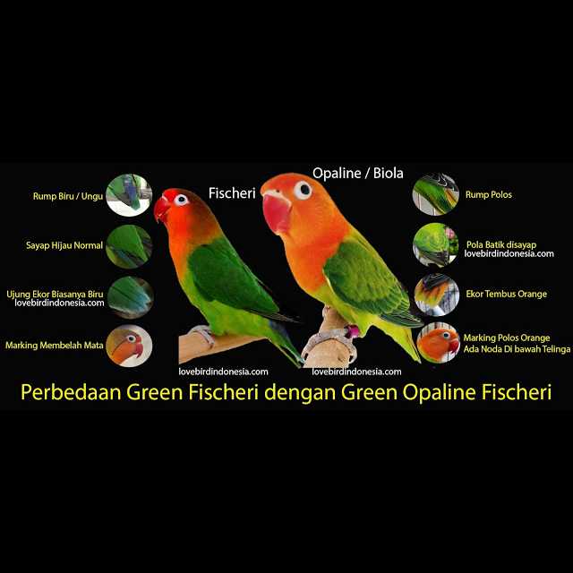 Ciri Lovebird Biola yang Bagus (lovebirdindonesia.com)