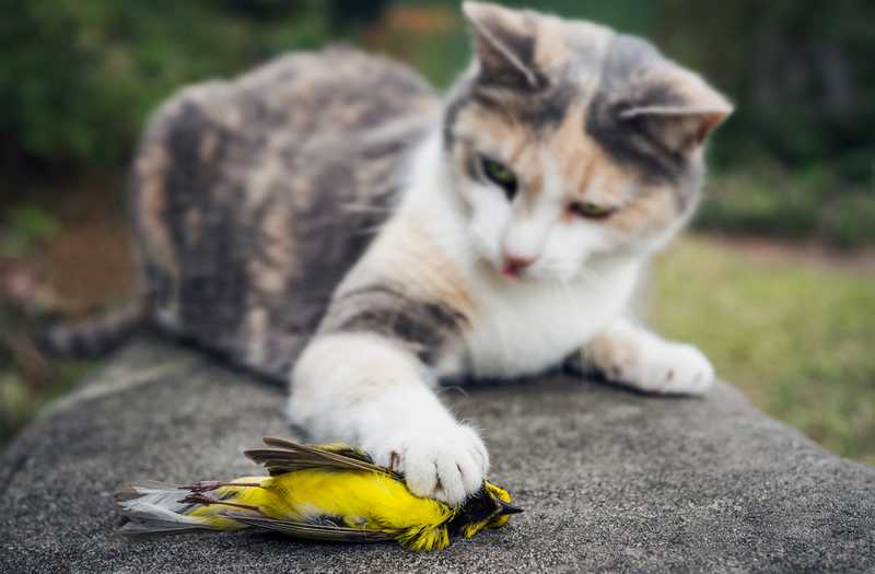 Kucing Makan Burung sampai Punah (discovermagazine.com)