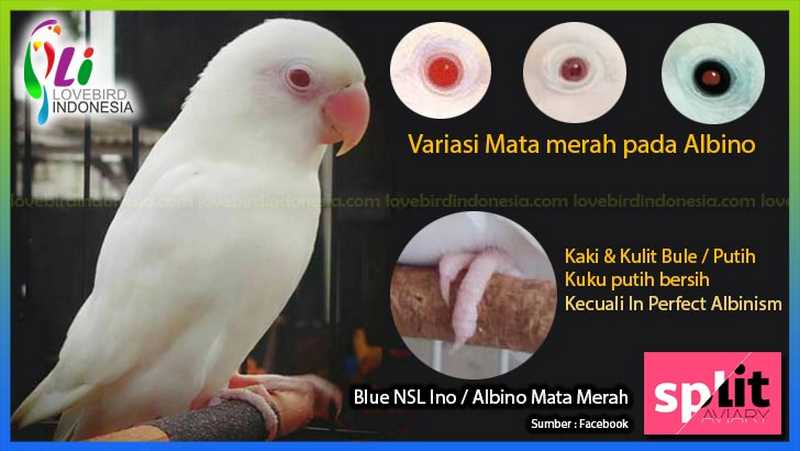 Macam Jenis Mata Merah pada Lovebird Albino (lovebirdindonesia.com)