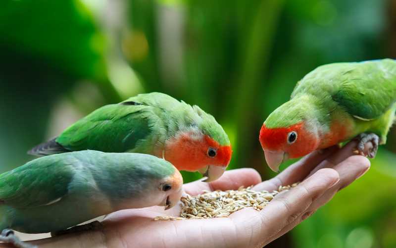 Makanan Lovebird (birdeden.com)