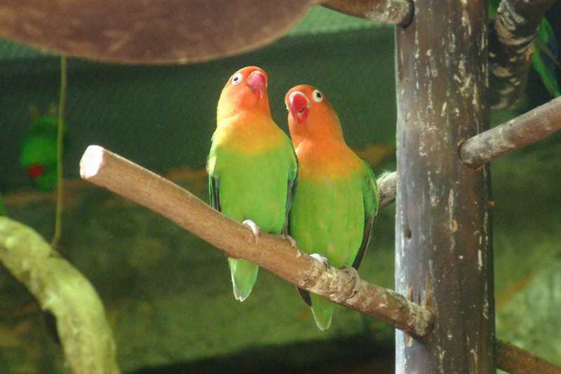 Setingan Lovebird Untulan (wallpapersafari.com)