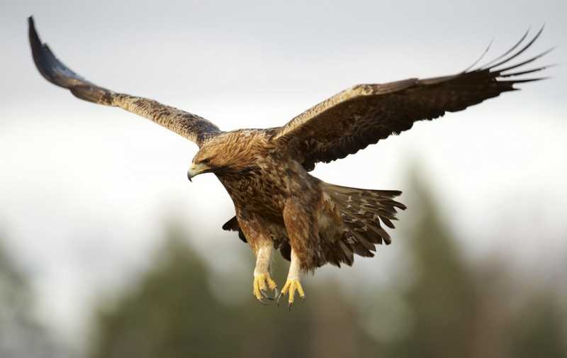 Burung Golden Eagle (hbw.com)
