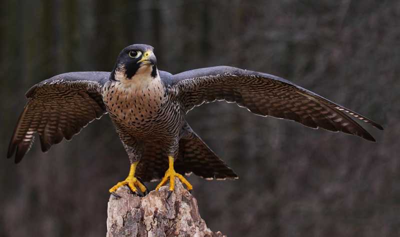 Burung Peregrine Falcon (nationalgeographic.com)