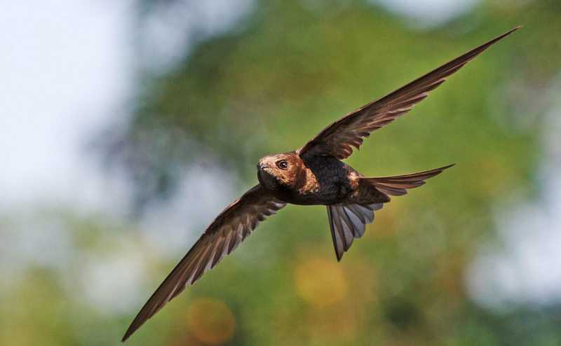 Burung Spine Tailed Swift (audubon.org)