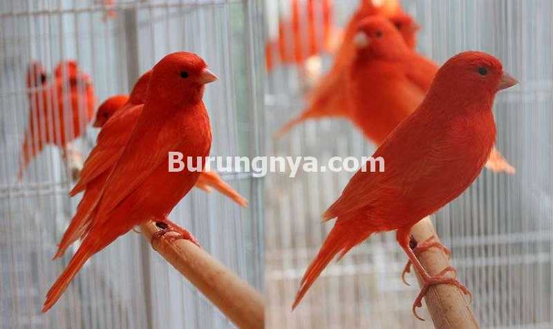 Ciri Kenari Wortel Merah (birdsnow.com)