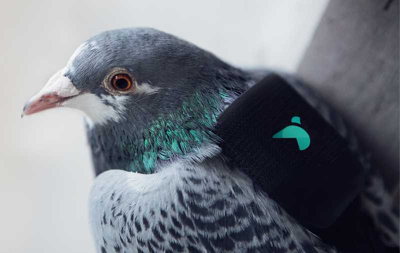 Burung Merpati yang Ditugaskan Menguji Kualitas Udara di Kota (newscientist.com)