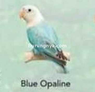 Lovebird Blue Opaline