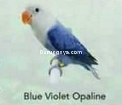 Lovebird Blue Violet Opaline