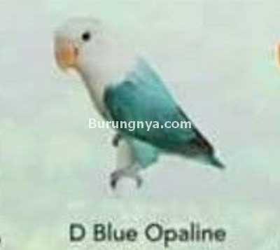 Lovebird D Blue Opaline