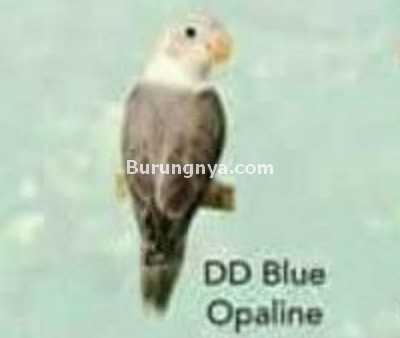 Lovebird DD Blue Opaline