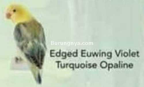 Lovebird Edged Euwing Violet Turquiose Opaline