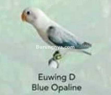 Lovebird Euwing D Blue Opaline
