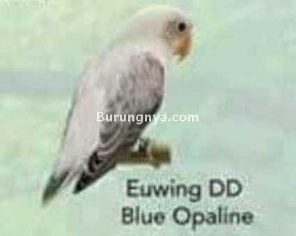 Lovebird Euwing DD Blue Opaline