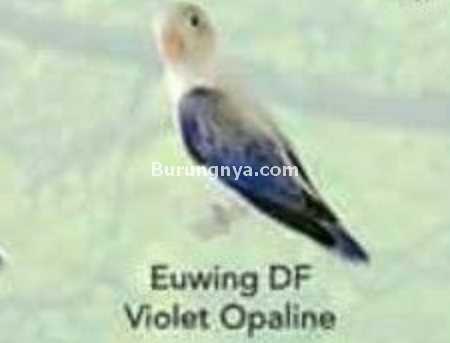 Lovebird Euwing DD Violet Opaline