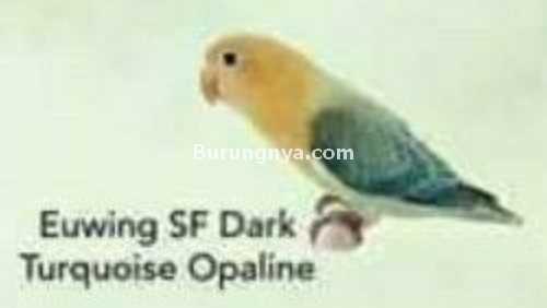 Lovebird Euwing SF Dark Turquoise Opaline