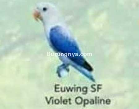 Lovebird Euwing SF Violet Opaline