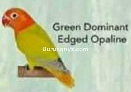 Lovebird Green Dominant Edged Opaline
