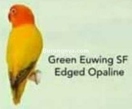 Lovebird Green Euwing SF Edged Opaline