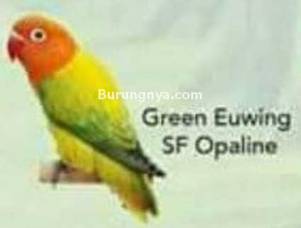 Lovebird Green Euwing SF Opaline