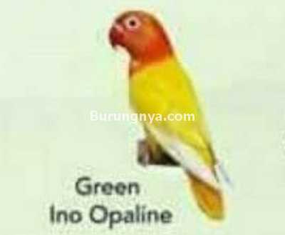 Lovebird Green Ino Opaline