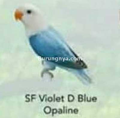 Lovebird SF Violet D Blue Opaline