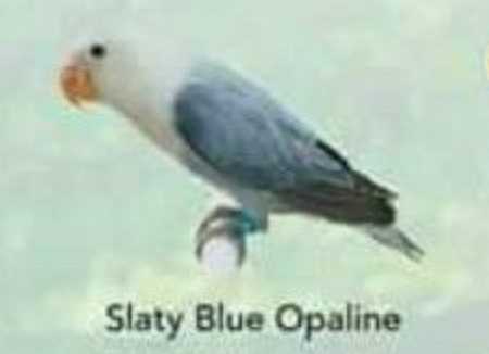 Lovebird Slaty Blue Opaline