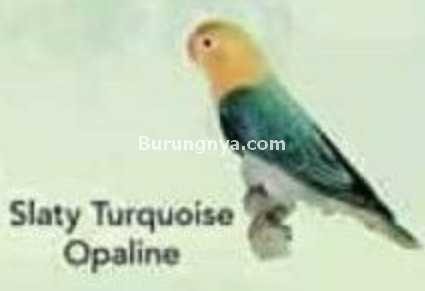 Lovebird Slaty Turquoise Opaline