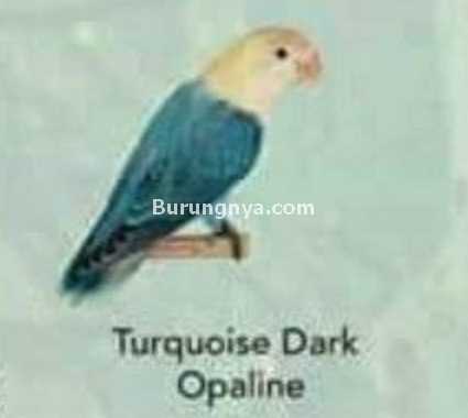 Lovebird Turquoise Dark Opaline