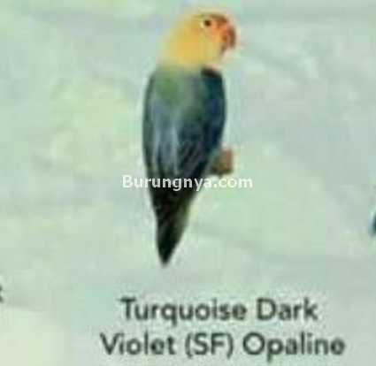Lovebird Turquoise Dark Violet SF Opaline