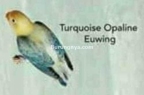 Lovebird Turquoise Opaline Euwing
