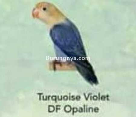 Lovebird Turquoise Violet DF Opaline