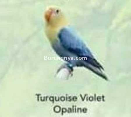 Lovebird Turquoise Violet Opaline