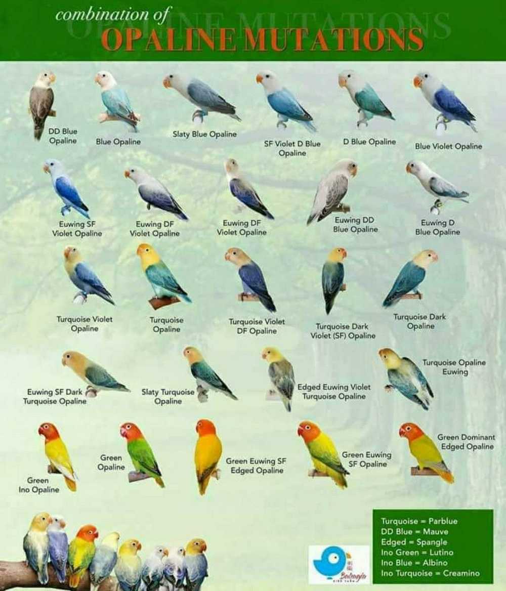 Poster Mutasi Lovebird Biola (pinimg.com)