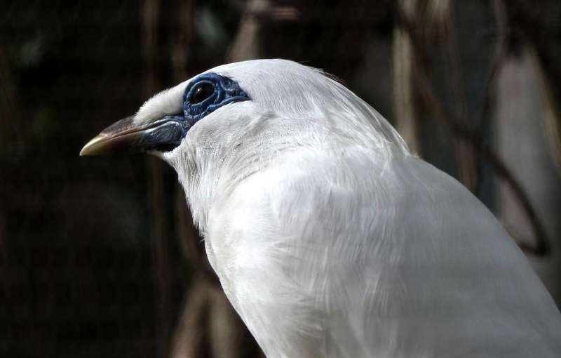 Burung Jalak Bali Gacor (leesbird.com)