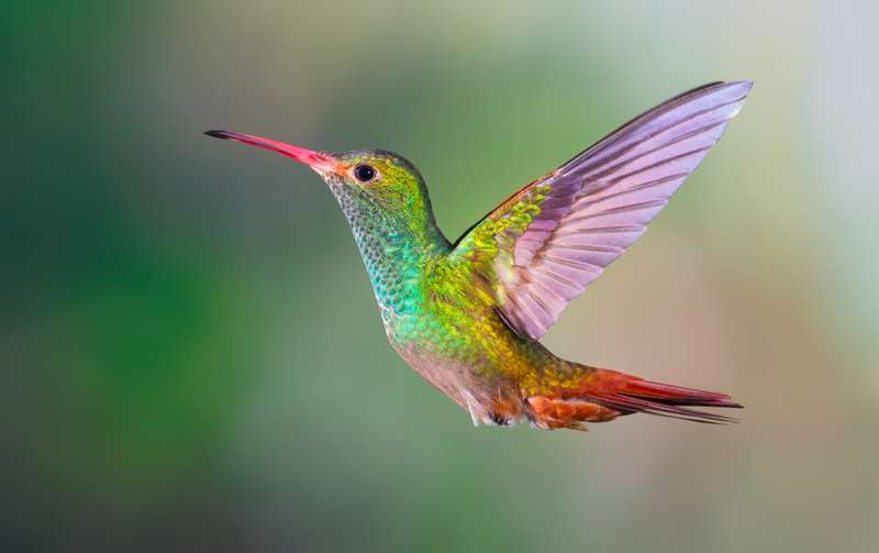 Kelebihan dan Fakta Burung Kolibri (cameoglassuk.co.uk)